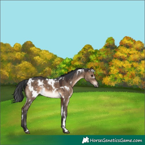 Horse Color:White Spotted Brown Dun 