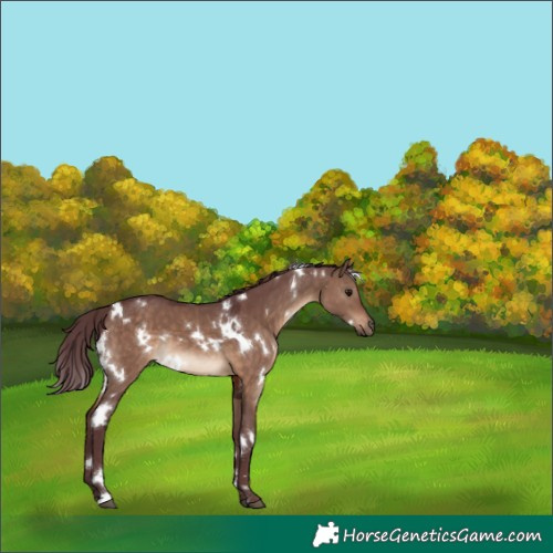 Horse Color:White Spotted Chocolate Brown Dun 