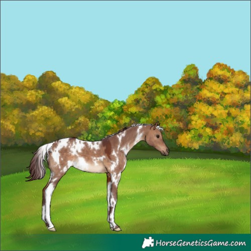 Horse Color:White Spotted Chocolate Bay Dun 