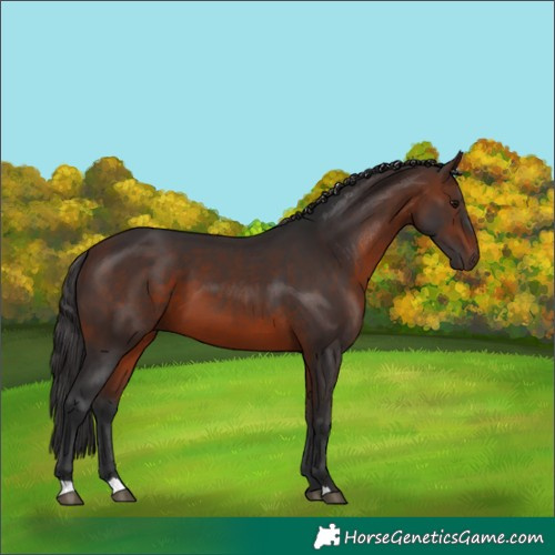 Horse Color:Brown 