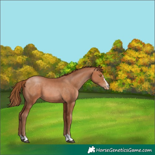 Horse Color:Brown Pearl 