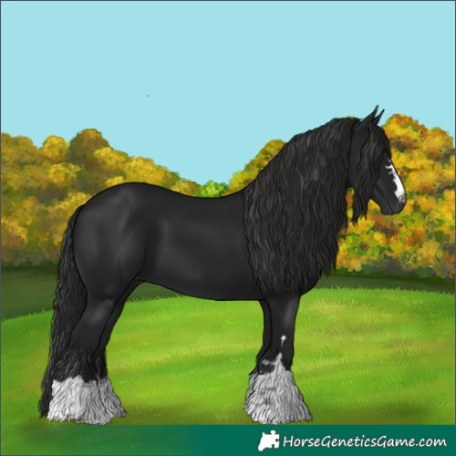 Horse Color:Gray Smoky Black 