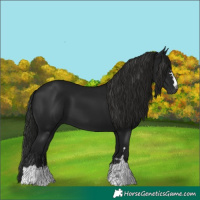 Horse Color:Gray Smoky Black 