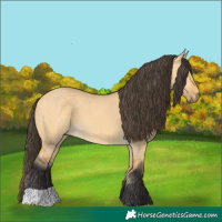 Horse Color:Buckskin Dun
