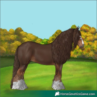 Horse Color:Gray Chestnut 