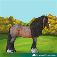 Horse Color:Brown Roan
