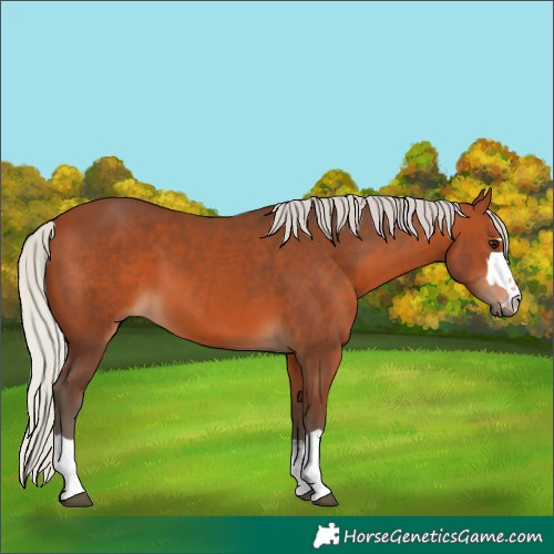 Horse Color:Silver Bay 