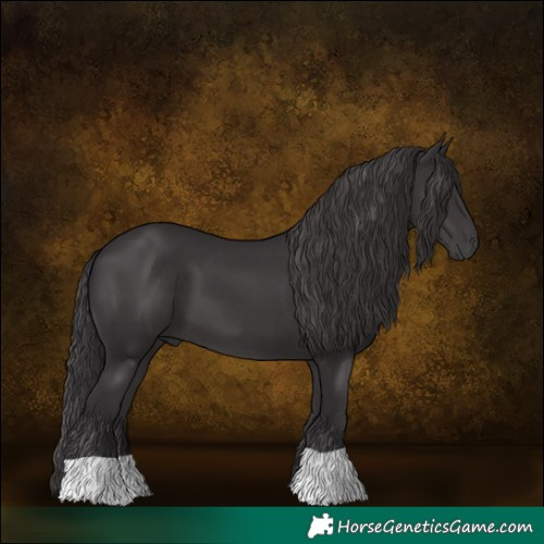 Horse Color:Smoky Black 