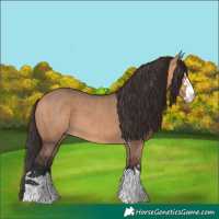 Horse Color:Bay Dun