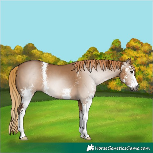 Horse Color:Gray Red Dun Sabino 
