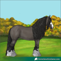 Horse Color:Gray Grullo 