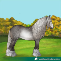 Horse Color:Gray Silver Black 
