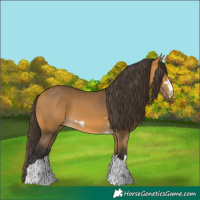 Horse Color:Buckskin