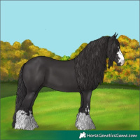 Horse Color:Smoky Black 