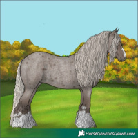 Horse Color:Silver Blue Roan 
