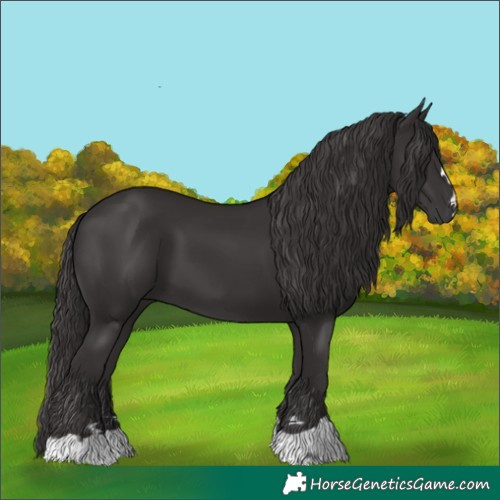 Horse Color:Smoky Black 