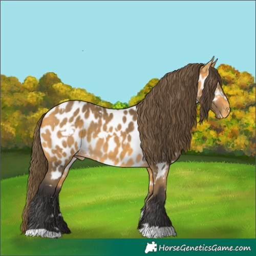 Horse Color:White Spotted Buckskin Appaloosa 