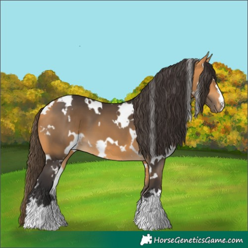 Horse Color:White Spotted Buckskin 