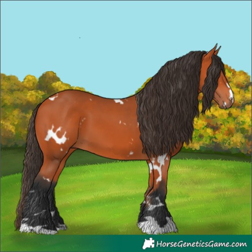 Horse Color:White Spotted Bay 
