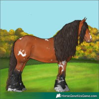 Horse Color:White Spotted Bay
