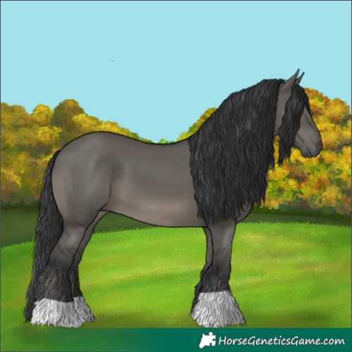 Horse Color:Grullo 