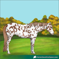 Horse Color:Chestnut Near Leopard 
