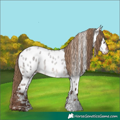 Horse Color:Liver Red Roan Appaloosa 