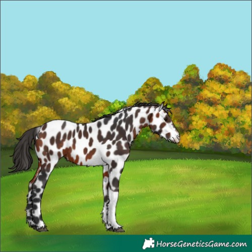 Horse Color:Bay Tobiano Leopard 