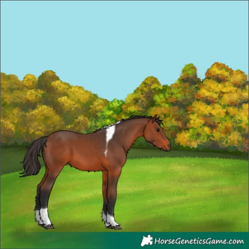 Horse Color:Bay Tobiano 
