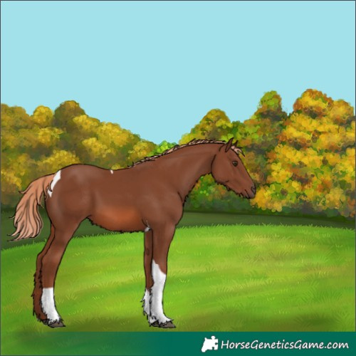 Horse Color:Chestnut Tobiano