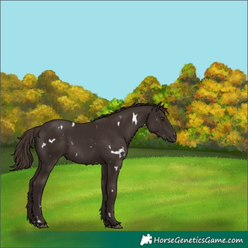 Horse Color:White Spotted Liver Chestnut 