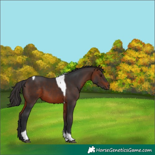 Horse Color:Brown Tobiano 