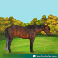 Horse Color:Bay and Bay
