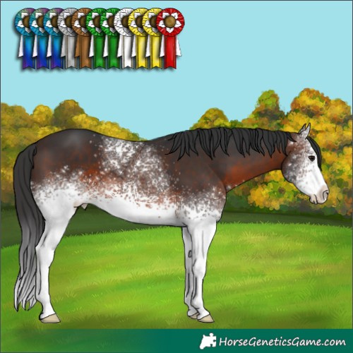 Horse Color:White Spotted Brown 