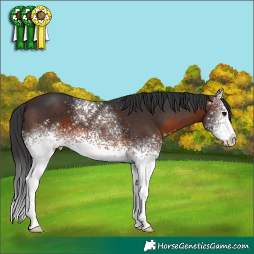 Horse Color:White Spotted Brown 
