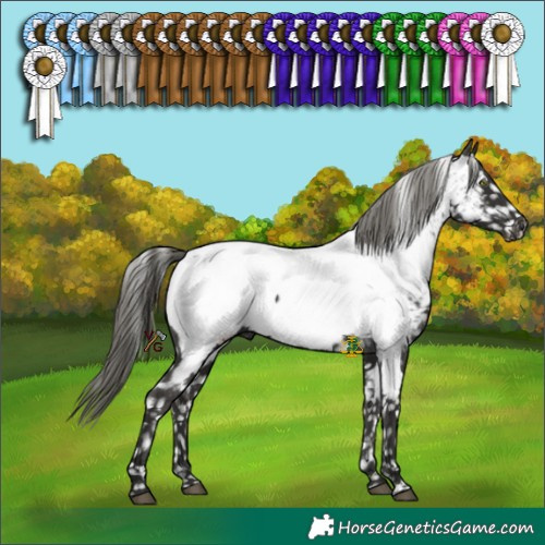 Horse Color:Liver Chestnut Mushroom Appaloosa 
