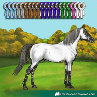 Horse Color:Liver Chestnut Mushroom Appaloosa 