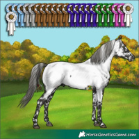 Horse Color:Liver Chestnut Mushroom Appaloosa 