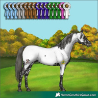 Horse Color:Liver Chestnut Mushroom Appaloosa 