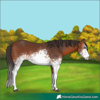 Horse Color:White Spotted Bay 