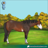 Horse Color:Bay Sabino 