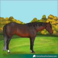 Horse Color:Brown 