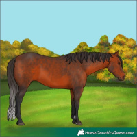 Horse Color:Bay Sabino