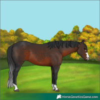 Horse Color:Brown  and Brown Sabino 