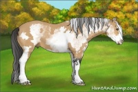 Horse Color:White Spotted Buckskin Sabino Frame 