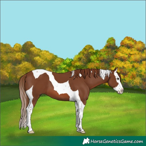 Horse Color:Chestnut Splash Tobiano 