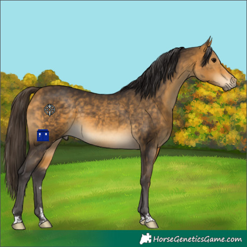 Horse Color:Buckskin 