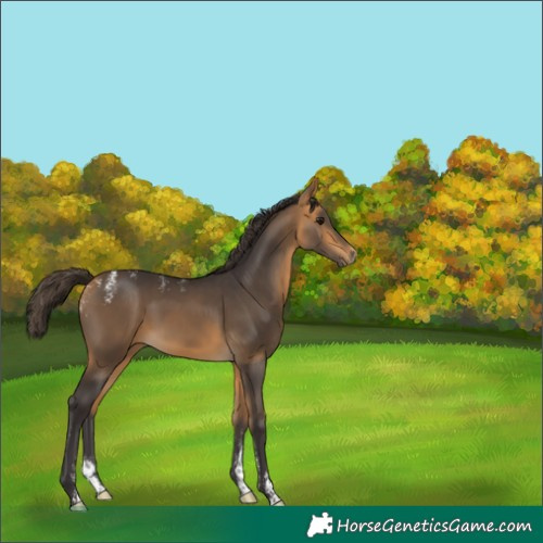 Horse Color:Powder White Buckskin Sabino 