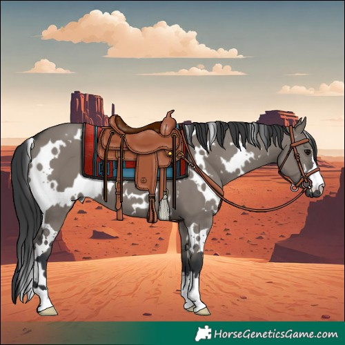 Horse Color:White Spotted Grullo 