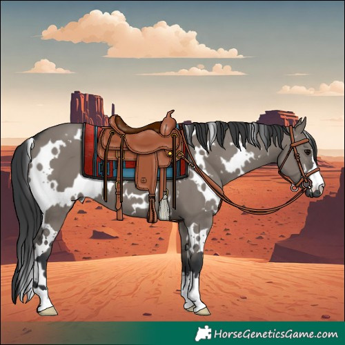 Horse Color:White Spotted Grullo 